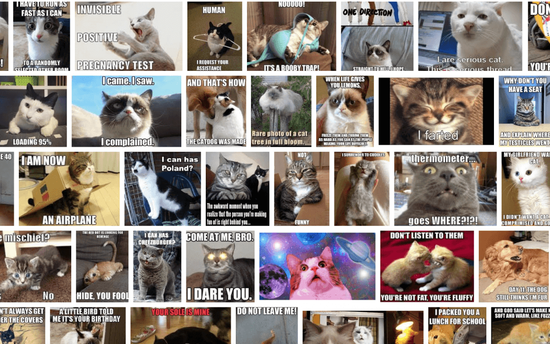 What Digital Cats Taught Us About Blockchain